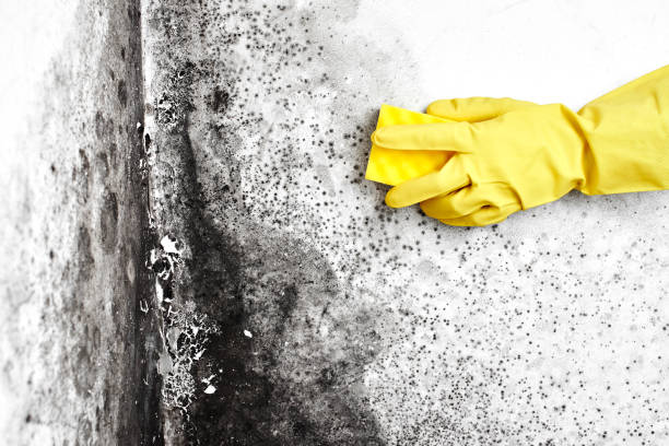 Best Residential Mold Removal  in Fairfield, OH