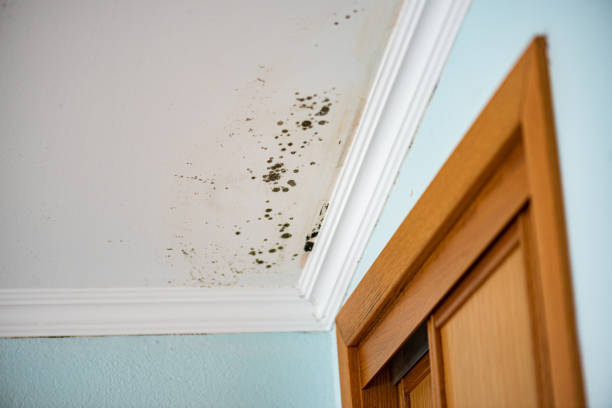 Best Local Mold Removal Service  in Fairfield, OH