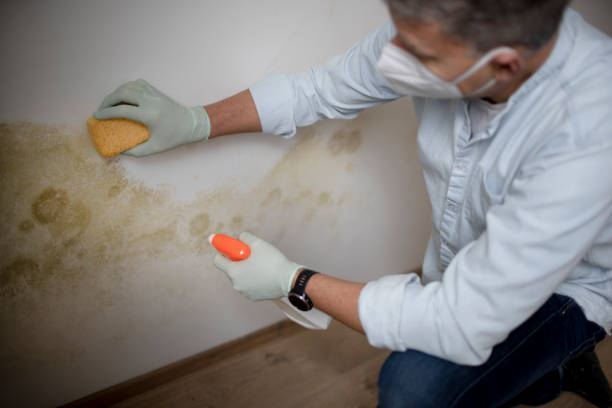 Best Professional Mold Removal  in Fairfield, OH