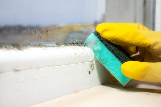 Best Attic Mold Removal  in Fairfield, OH