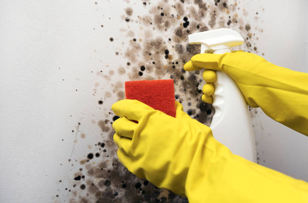 Best Mold Cleaning Services  in Fairfield, OH