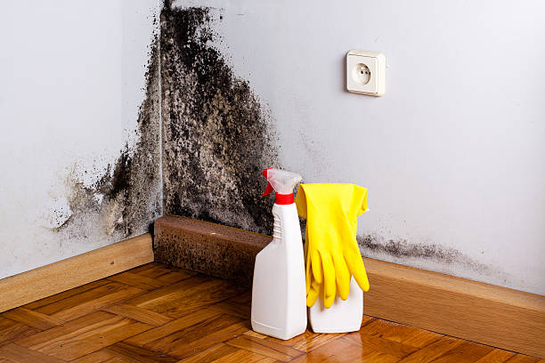 Best Emergency Mold Removal  in Fairfield, OH