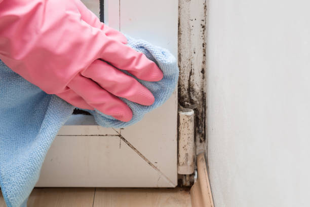 Best Home Mold Removal  in Fairfield, OH